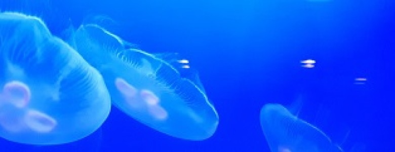 jellyfish 540 breed.jpg