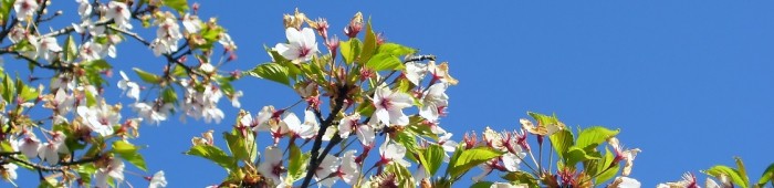 Bloemknoppen 1125 breed